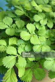 Attēlu rezultāti vaicājumam “Agrimonia pilosa bud”