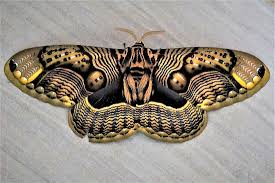 Attēlu rezultāti vaicājumam “Badhamia bethelii”