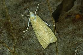 Attēlu rezultāti vaicājumam “Calamotropha paludella”