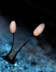 Attēlu rezultāti vaicājumam “Arcyria cinerea”