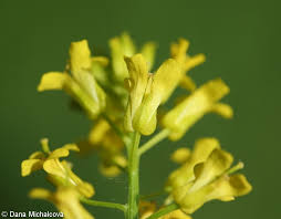 Attēlu rezultāti vaicājumam “Barbarea vulgaris subsp. arcuata fruit”