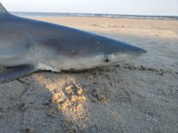 Image result for Rhizoprionodon terraenovae