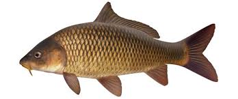 Image result for Cyprinus carpio