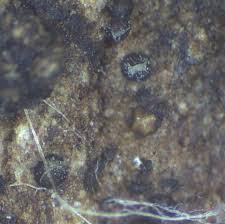 Attēlu rezultāti vaicājumam “Licea testudinacea young”