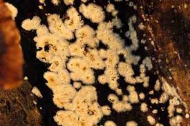 Attēlu rezultāti vaicājumam “Coniophora puteana”