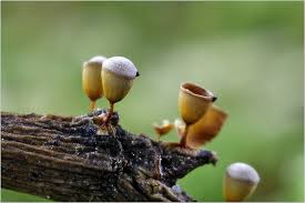 Attēlu rezultāti vaicājumam “Craterium minutum”