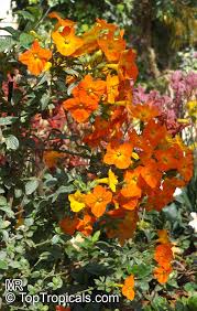 Attēlu rezultāti vaicājumam “Jamesoniella autumnalis sporophyte”