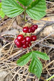Attēlu rezultāti vaicājumam “Rubus saxatilis fruit”