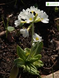 Attēlu rezultāti vaicājumam “Primula farinosa fruit”