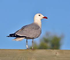 Image result for Larus audouinii
