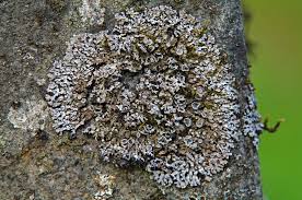 Attēlu rezultāti vaicājumam “Physconia distorta”