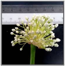 Attēlu rezultāti vaicājumam “Allium cepa bud”