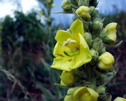 Attēlu rezultāti vaicājumam “Verbascum densiflorum bud”