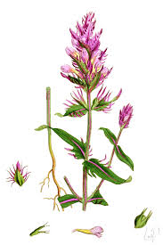 Image result for Heemtuin Rucphen