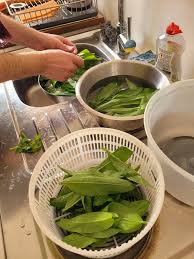 Attēlu rezultāti vaicājumam “Allium ursinum fruit”