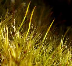 Attēlu rezultāti vaicājumam “Paraleucobryum longifolium”