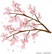 Image result for 緋寒桜