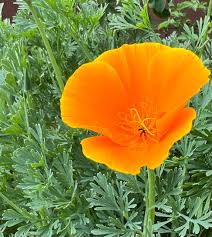 Attēlu rezultāti vaicājumam “Eschscholzia californica leaf”
