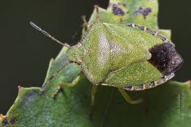 Attēlu rezultāti vaicājumam “Palomena prasina imago”