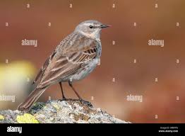 Image result for Anthus spinoletta