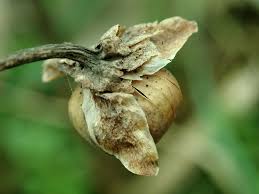 Attēlu rezultāti vaicājumam “Calystegia sepium fruit”