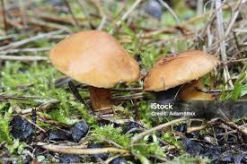 Attēlu rezultāti vaicājumam “Suillus bovinus”