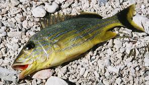 Image result for Haemulon sciurus