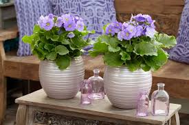 Image result for Primula obconica