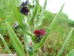Attēlu rezultāti vaicājumam “Cynoglossum officinale flower”