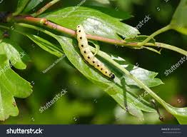 Attēlu rezultāti vaicājumam “Yponomeuta malinellus / cagnagella imago”