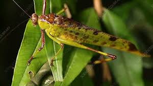 Attēlu rezultāti vaicājumam “Tettigoniodea”