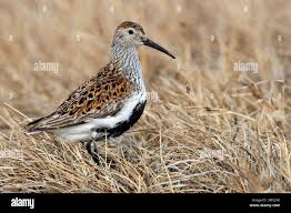 Attēlu rezultāti vaicājumam “Calidris alpina adult”