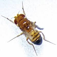 Attēlu rezultāti vaicājumam “Drosophila melanogaster”
