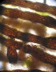 Attēlu rezultāti vaicājumam “Cystocoleus ebeneus”