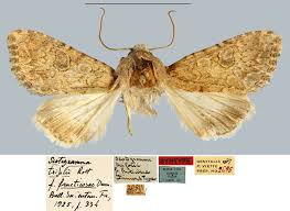 Attēlu rezultāti vaicājumam “Hadula trifolii”