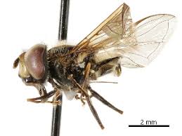 Attēlu rezultāti vaicājumam “Eupeodes nielseni”