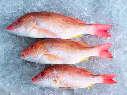 Image result for Lutjanus synagris