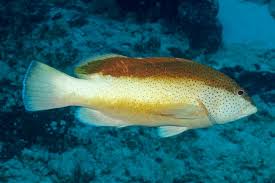 Image result for Cephalopholis fulva