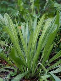 Attēlu rezultāti vaicājumam “Plantago lanceolata leaf”