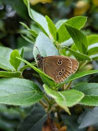 Attēlu rezultāti vaicājumam “Aphantopus hyperantus”