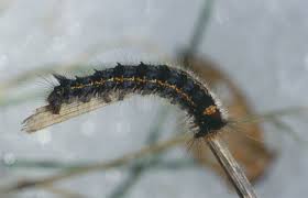 Attēlu rezultāti vaicājumam “Euthrix potatoria larva”