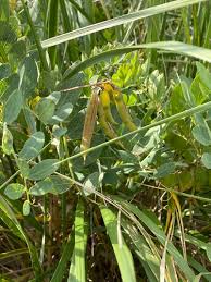 Attēlu rezultāti vaicājumam “Lathyrus japonicus subsp. maritimus”