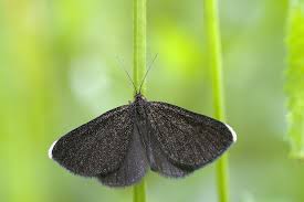 Attēlu rezultāti vaicājumam “Odezia atrata”