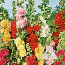 Attēlu rezultāti vaicājumam “Alcea rosea”