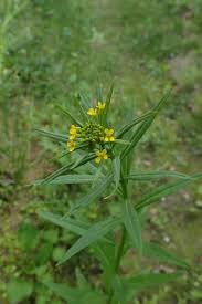 Attēlu rezultāti vaicājumam “Erysimum cheiranthoides leaf”