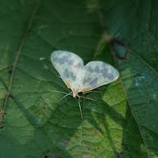 Attēlu rezultāti vaicājumam “Badhamia bethelii stalked”