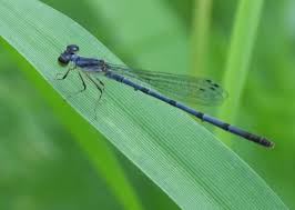 Attēlu rezultāti vaicājumam “Tubifera magna young”