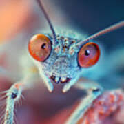 Attēlu rezultāti vaicājumam “Licea pusilla macro”