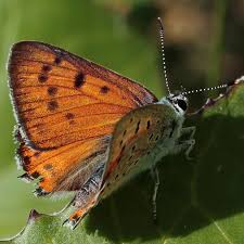 Attēlu rezultāti vaicājumam “Lycaena alciphron”