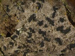 Attēlu rezultāti vaicājumam “Alyxoria varia”